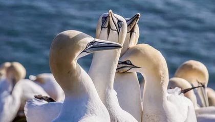 爱游戏体验-俄罗斯球员表现出色赢得国际赛事，俄罗斯球员表现出色赢得国际赛事有哪些