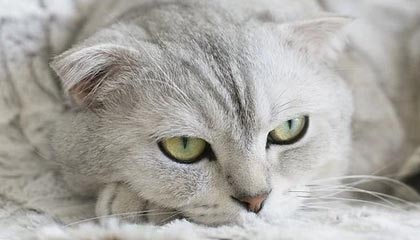 爱游戏体育-保加利亚豪胜！罗马尼亚队节节败退，罗马尼亚和保加利亚分界